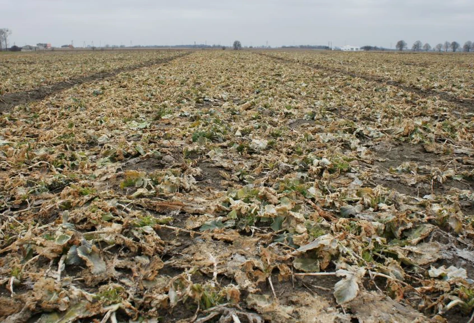 Jak bezpiecznie przesiewać rzepak, gdy trzeba zlikwidować plantację?