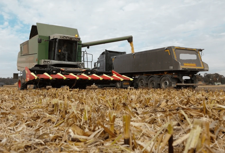 USDA: Mniejsze zbiory pszenicy nie robią wrażenia, więcej do powiedzenia ma kukurydza?