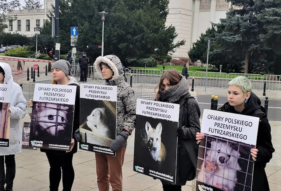 Czarne chmury nad hodowlą zwierząt futerkowych