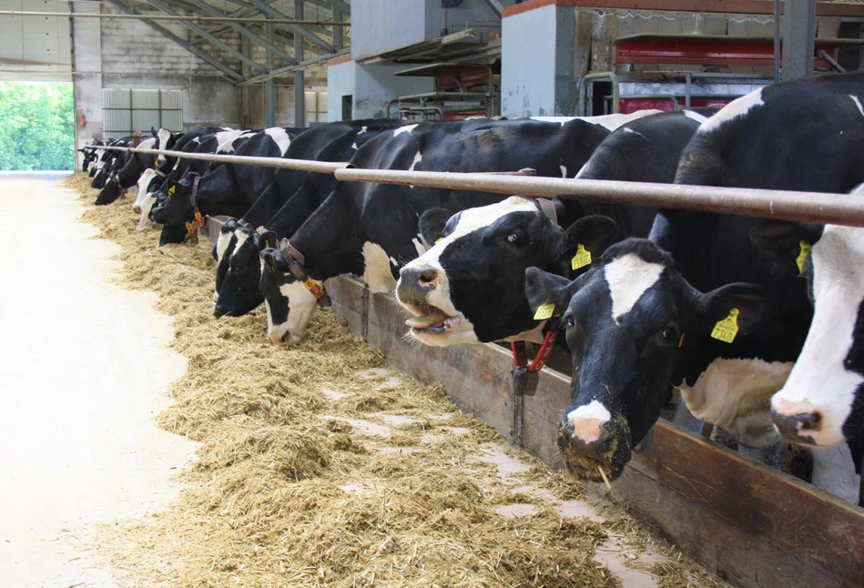 Jak obniżyć koszty produkcji mleka poprzez żywienie krów?