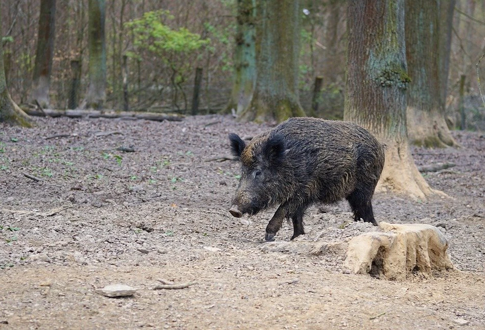 ASF pod Wschową ma być zwalczany jak w Czechach. W jaki sposób?