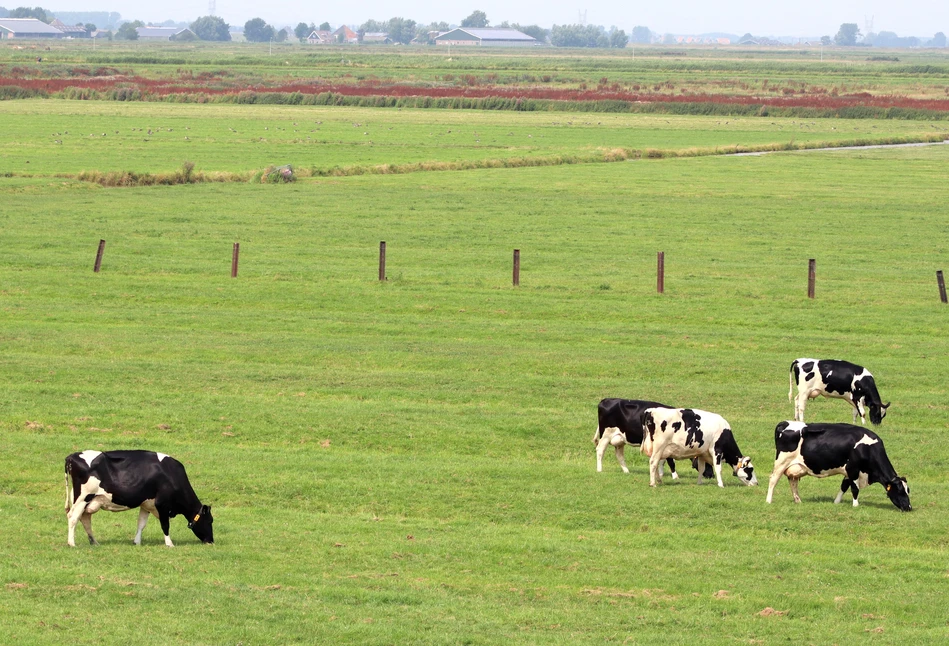 Fonterra – spadek ceny masła