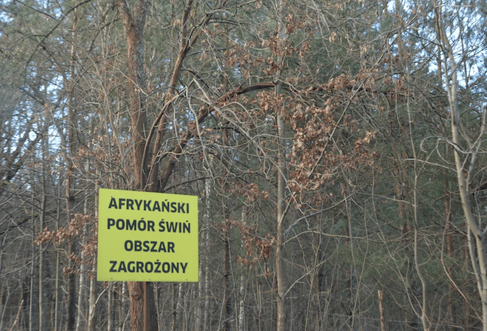 ASF znów zaatakował – wirus będzie w środowisku już zawsze?