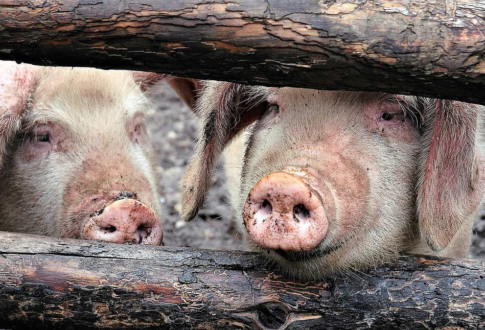 ASF: Prosięta ze strefy czerwonej trafiły do Więckowic! Kto podjął tak skandaliczną decyzję?