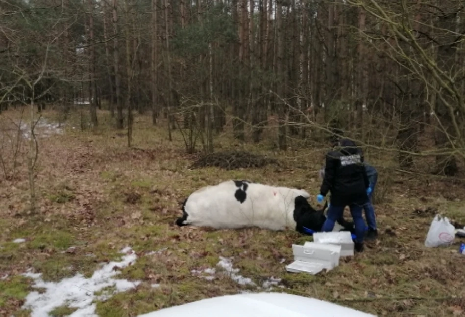 Rolnik poszedł szukać byka i już nie wrócił do domu. ZGINĄŁ stratowany