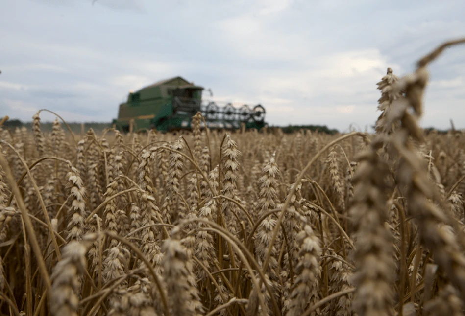 Raport USDA: nieco więcej pszenicy, mniej kukurydzy