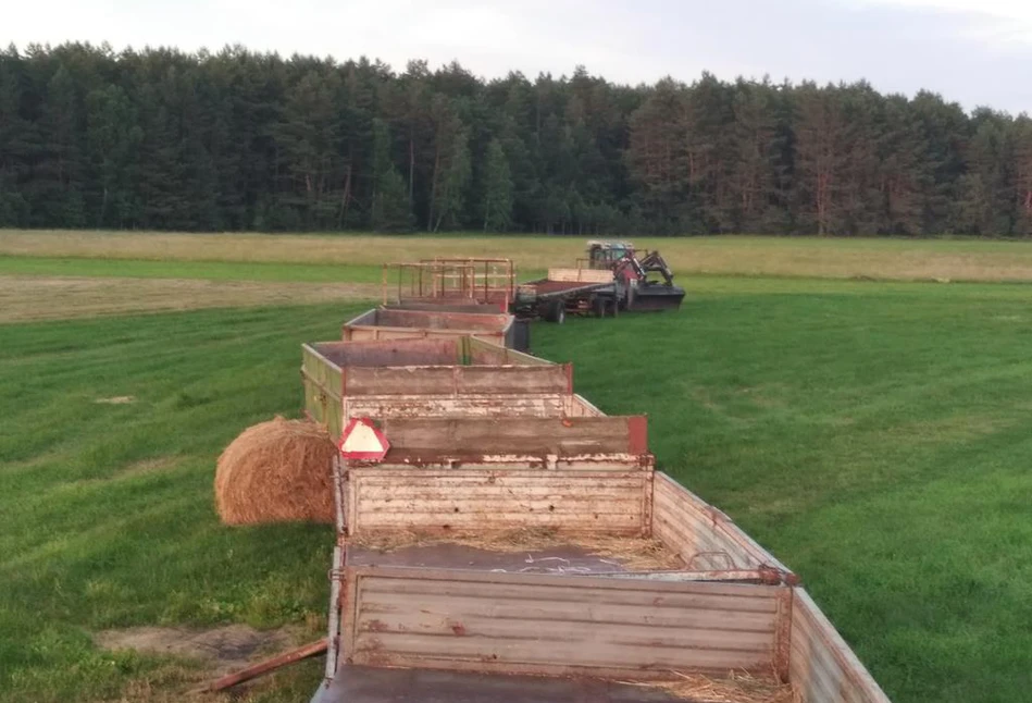 Stado limousine na gigancie – tajemniczy łowczy w akcji