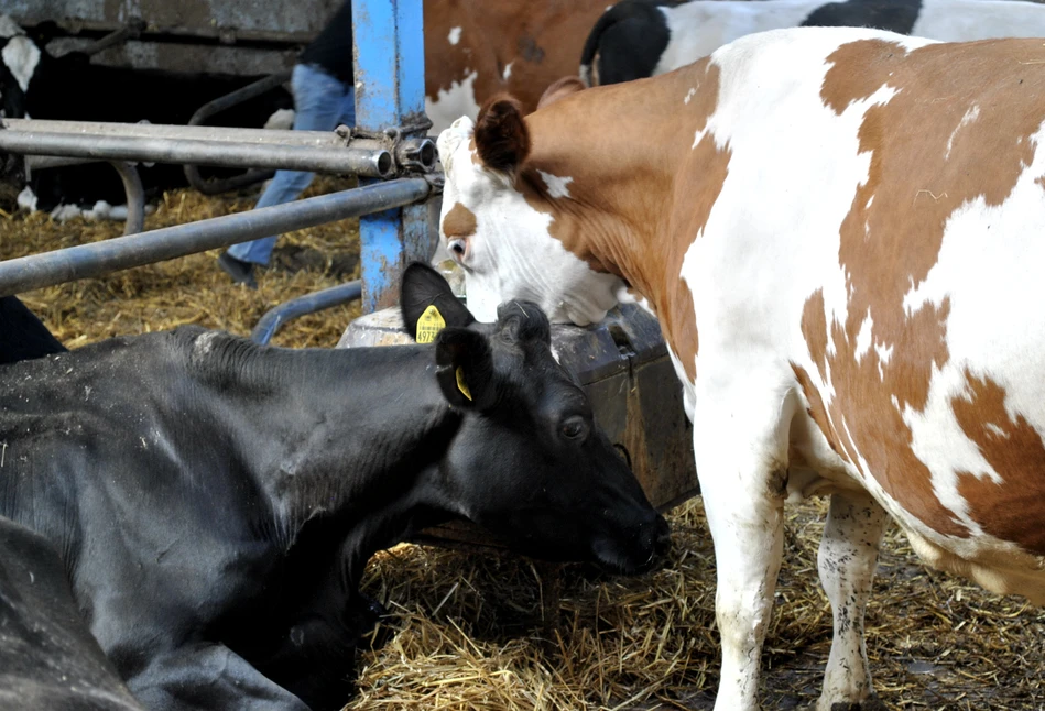 Subkliniczna endometrioza obniża skuteczność inseminacji