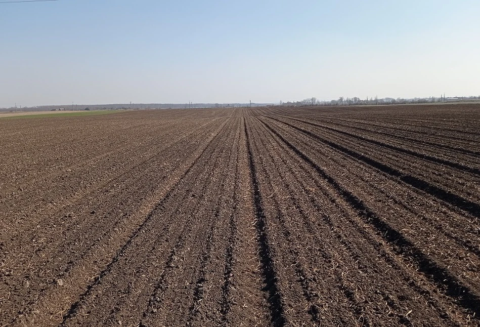 Nawożenie fosforem w systemie bezorkowym