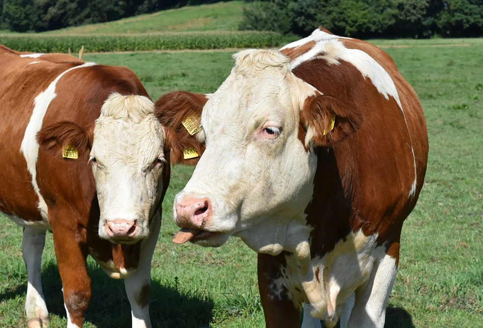 Fonterra na plusie – jakie ceny produktów mlecznych wzrosły?