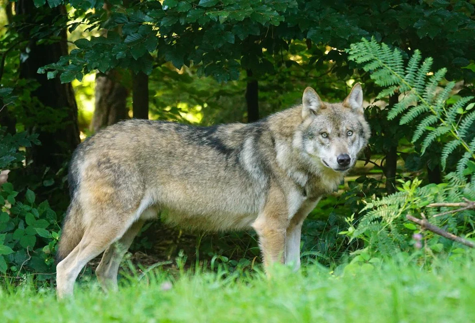 Wilki mogą ograniczać ryzyko rozprzestrzeniania się ASF, jednak jest "ale"