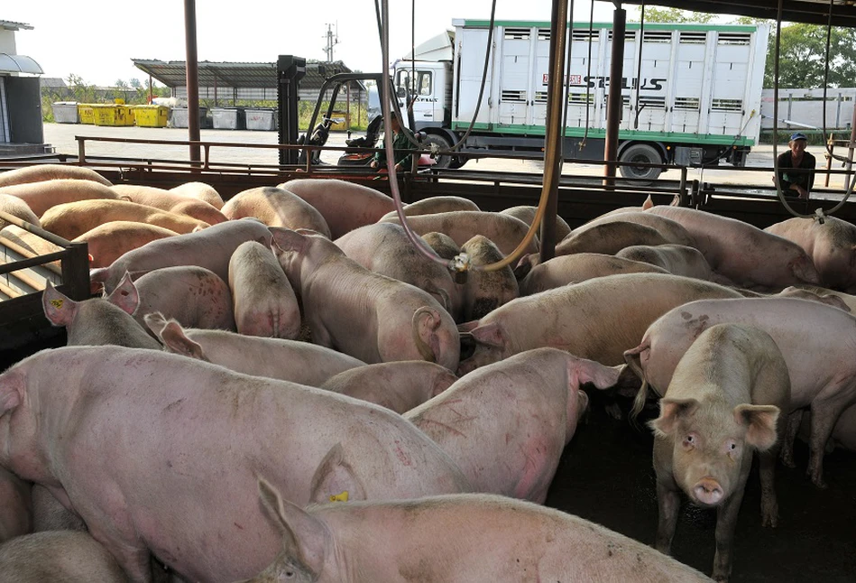 Producenci świń nie dostaną pomocy z UE. Zablokowali ją Niemcy i Dania