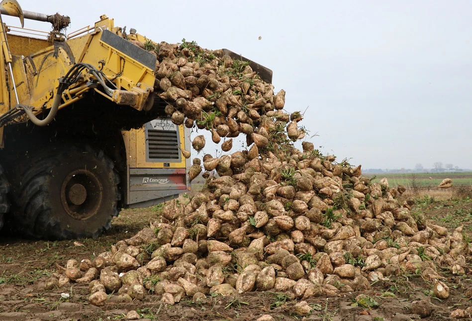 Kontraktacja buraków w KGS na kampanię 2023/2024 – ile płacą plantatorom?