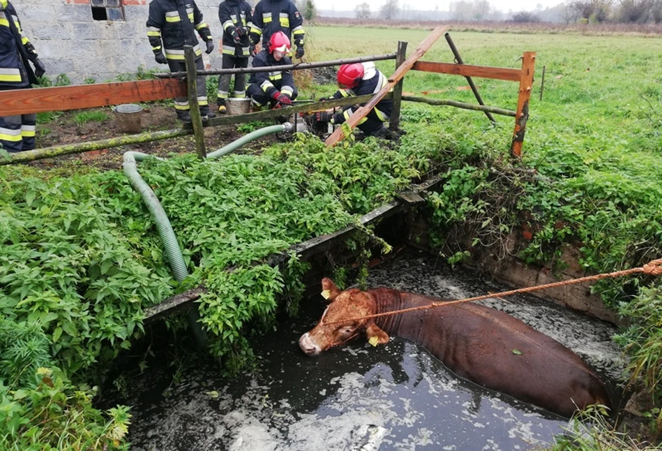 Ogromny BYK wpadł do szamba. Akcja ratunkowa z ładowarką [FOTO]