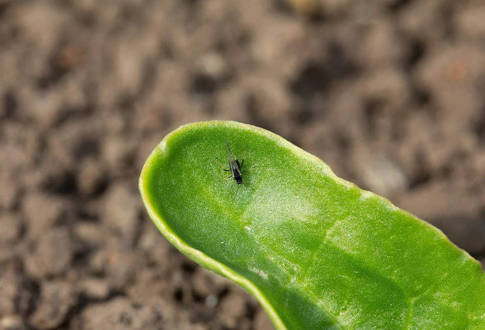 Insektycydy do ochrony buraka cukrowego. Czym zwalczać mszyce bez neonikotynoidów?