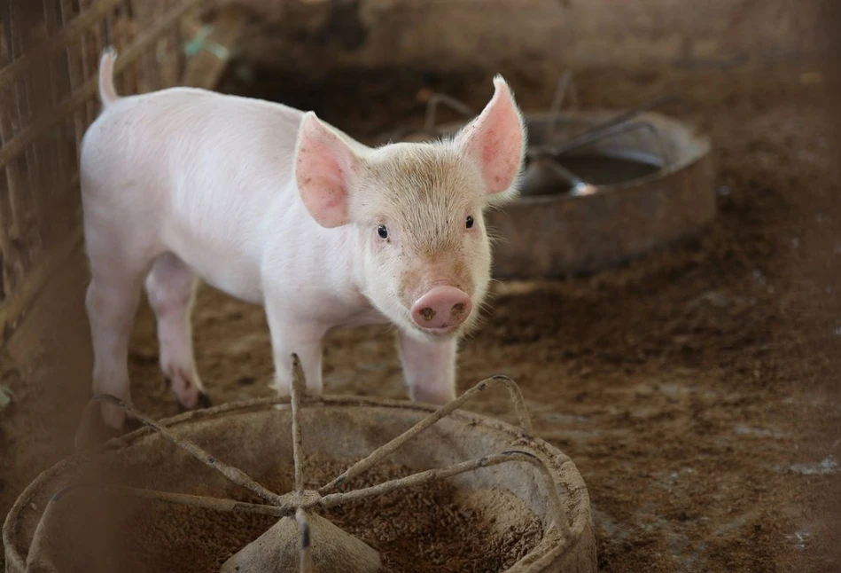Dotacje dla hodowców świń na wyrównanie dochodu na nowych zasadach