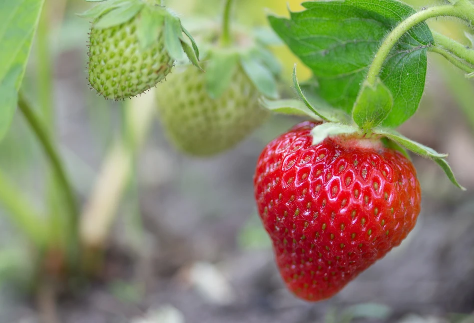 Produkcja owoców i warzyw zagrożona – tempo wycofywania śor przysparza o dreszcz