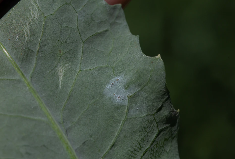 Cylindrosporioza roślin kapustowatych – jak to rozpoznać, jakie są objawy?