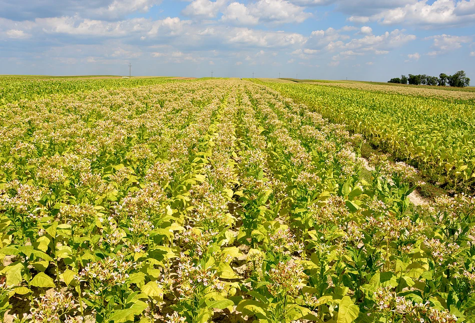 Łukowa Tobacco – polski tytoń, który zwojował świat