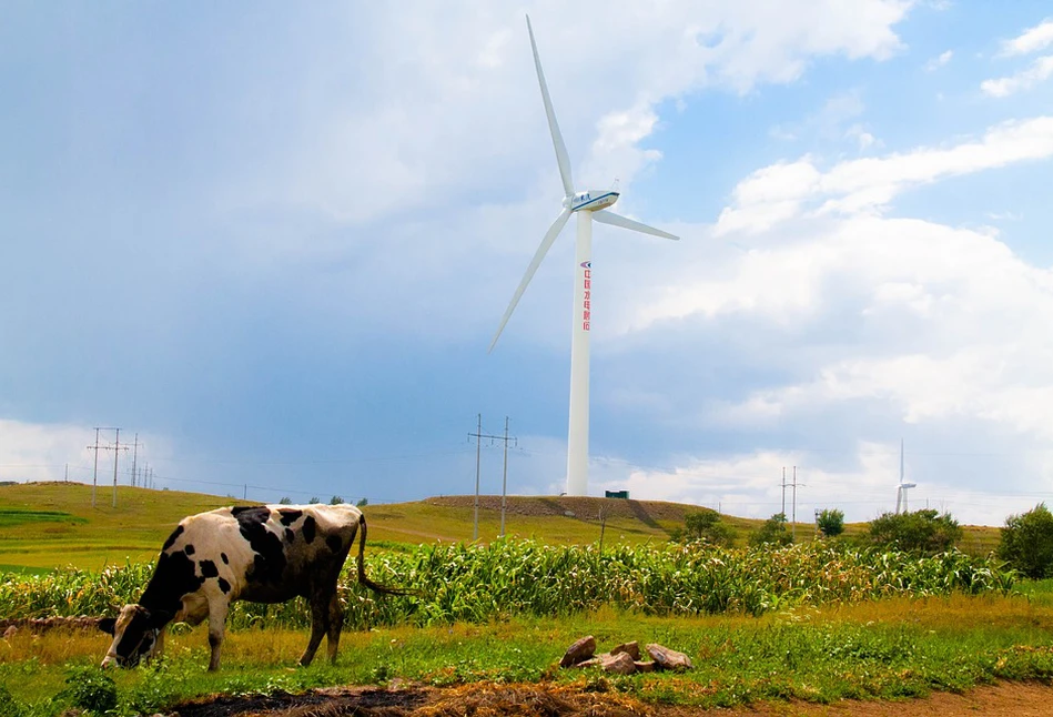 Produkcja mleka coraz bardziej uzależniona od zmian klimatycznych