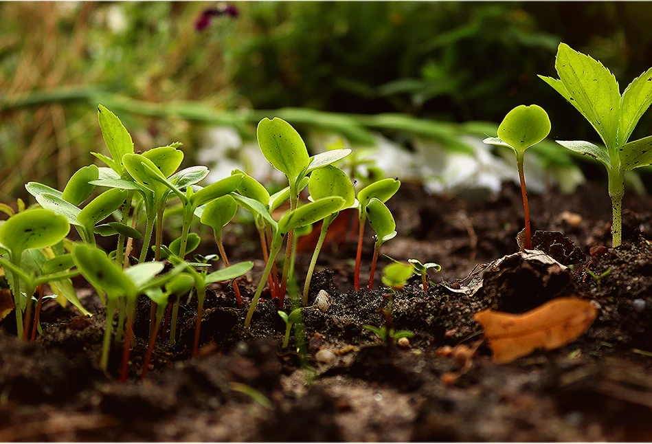 Ogródki inspirowane naturą – na czym polega permkultura?