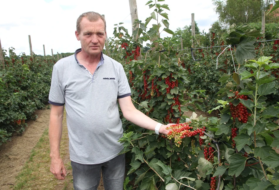 Porzeczkowa Demo Farma – innowacyjne metody ochrony i nawożenia