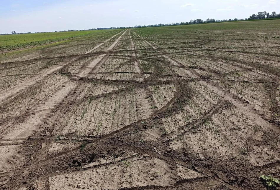 Rolnik wyznaczył nagrodę za wskazanie dzbana, który zniszczył mu zboże