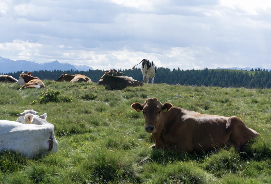 Fonterra – ceny masła i OMP rosną