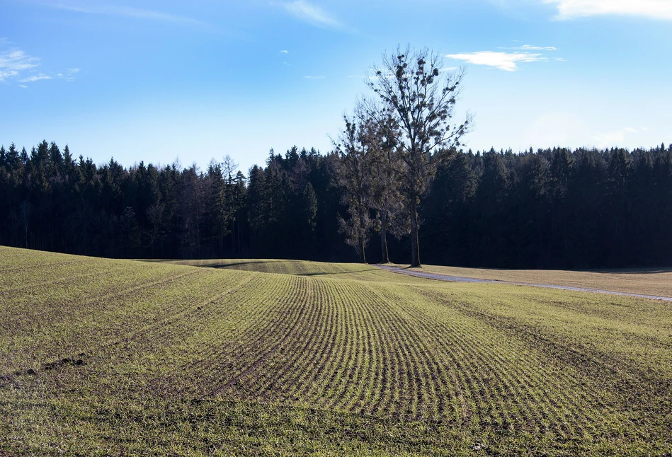 Dobra kondycja ozimin, ale i szkodników