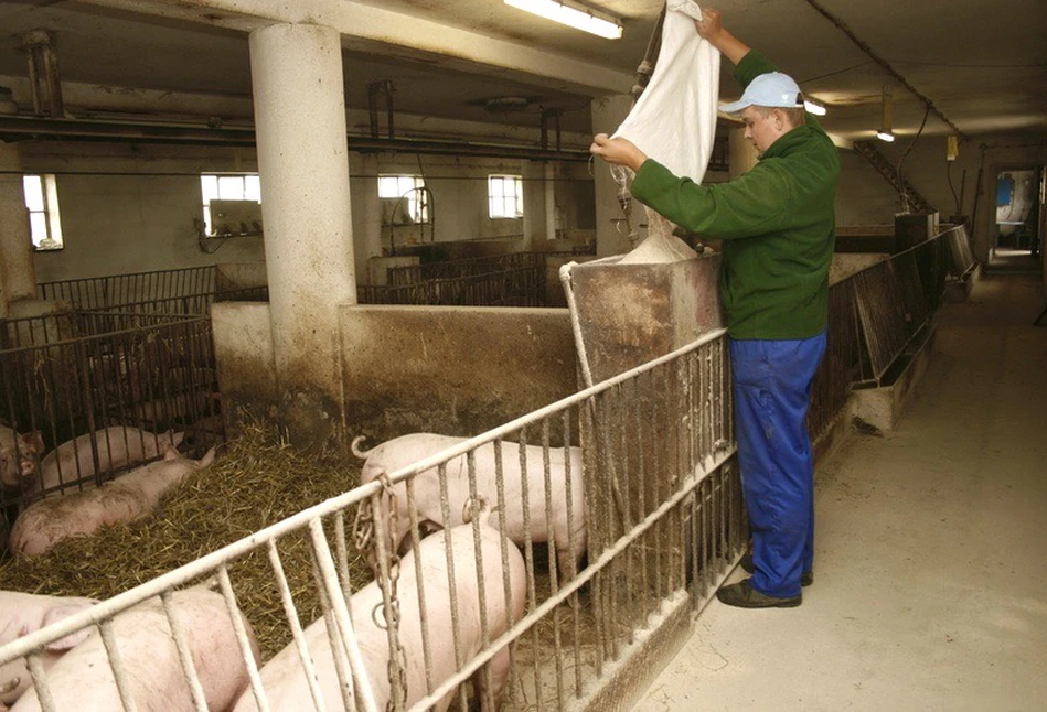 Uzyskasz lepsze przyrosty świń, jeśli podzielisz grupy żywieniowe według płci