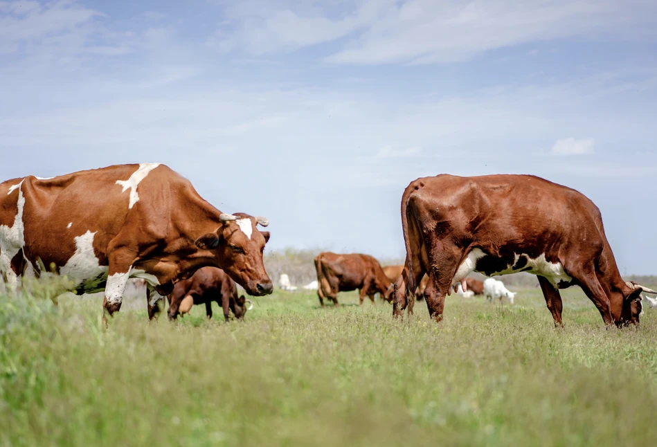 Rejestr wypasu krów mlecznych 2021 - do kiedy złożyć w ARiMR?