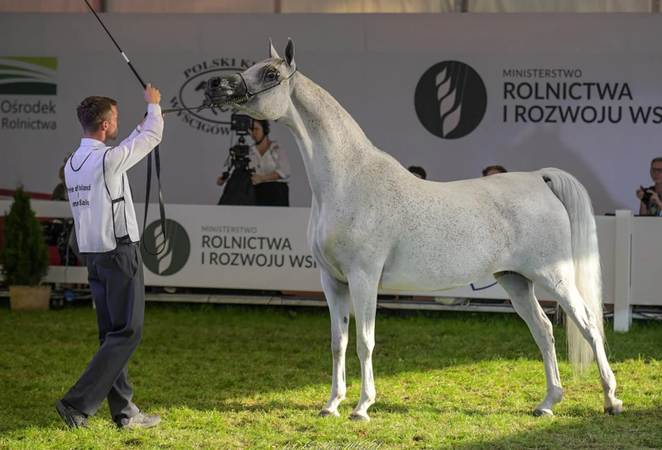 Pride of Poland 2021. Za ile sprzedano konie na aukcji w Janowie Podlaskim?