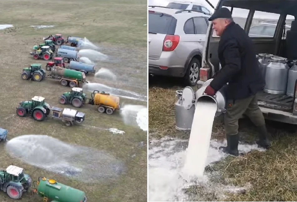 Litewscy rolnicy wylewają mleko na pola. "Każde dojenie krowy jest nieopłacalne"