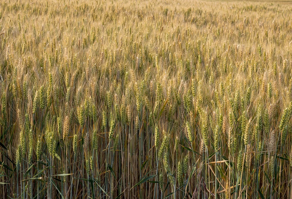 Jakie ceny zbóż przewidują eksperci na wrzesień 2019 i marzec 2020 roku?