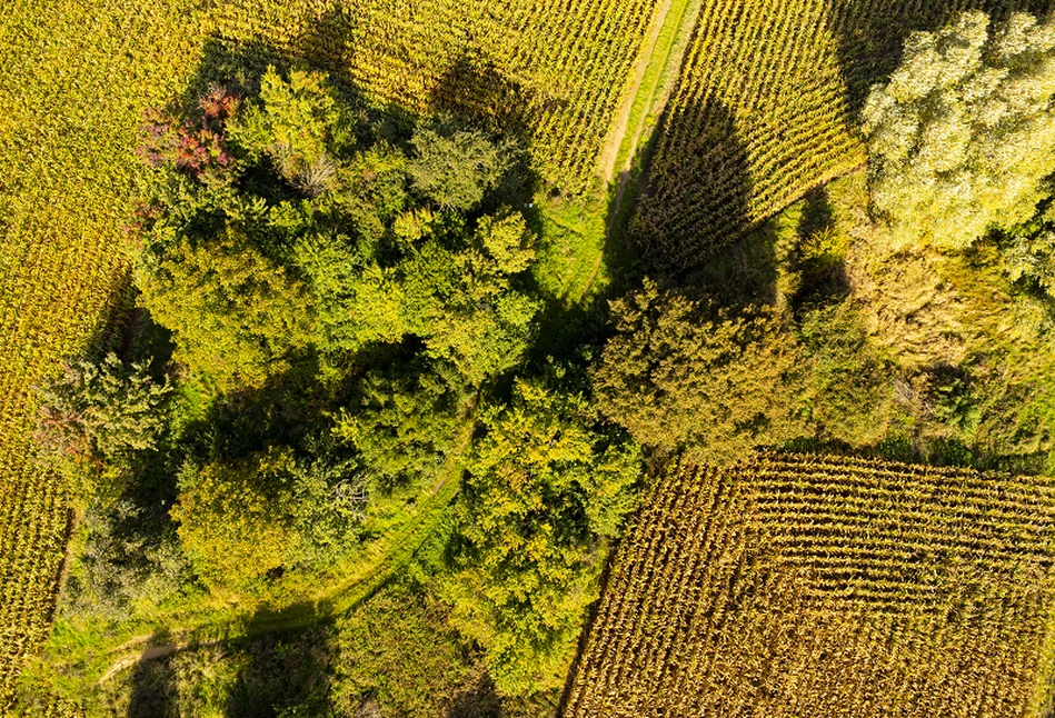 Nowe zadrzewienia na ok. 2 tys. hektarów. Będą dofinansowania?