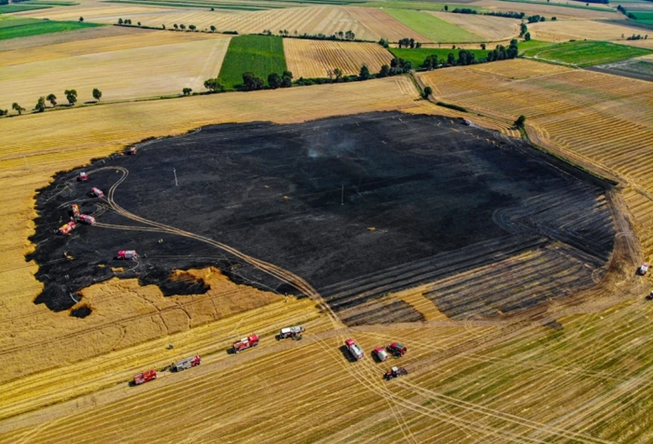 Pożar zboża na pniu pod Jarocinem. Spłonęło 10 ha pszenicy [FOTO]