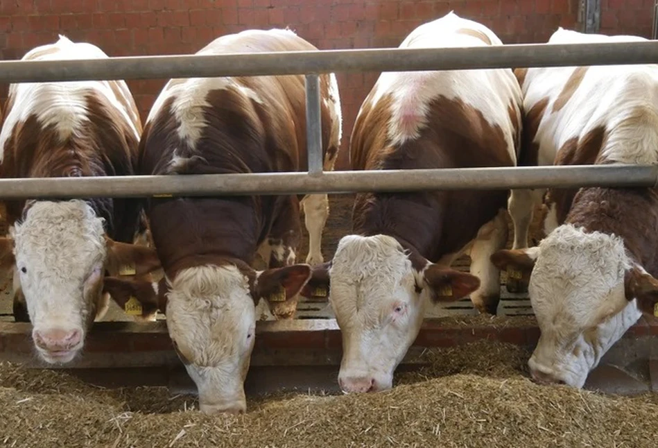 Ceny byków to nawet 18,6 zł/kg. Gdzie i jakie są ceny skupu bydła?