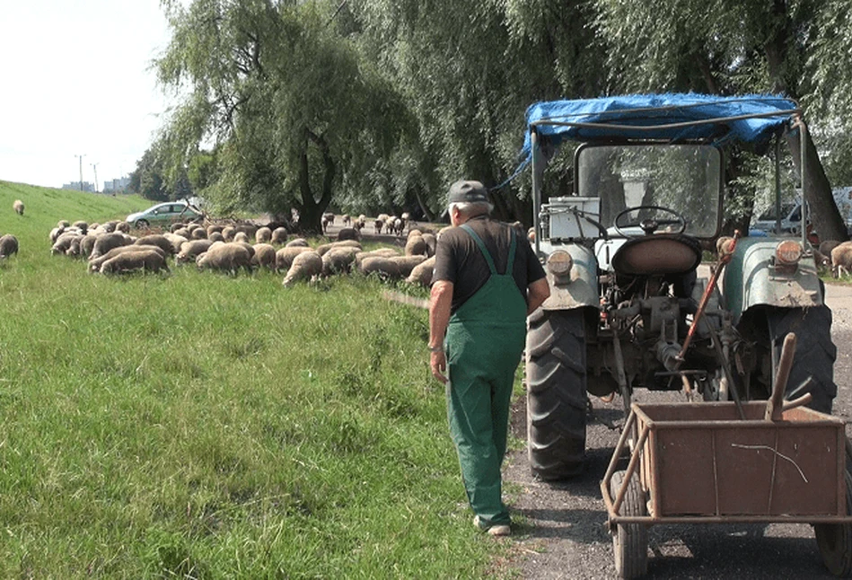 Spotkanie hodowców owiec w Opolu – jaka dochodowość hodowli?