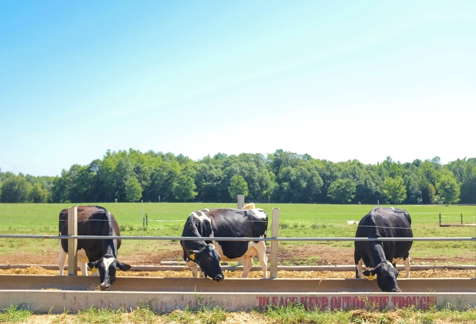 Duży spadek cen Global Dairy Trade