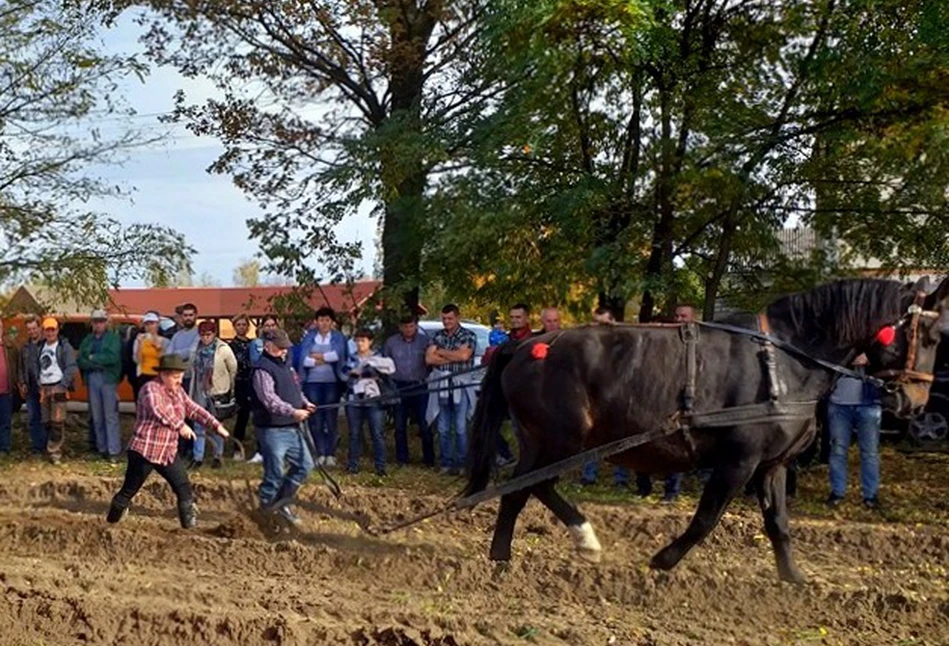 Kobieta najlepsza w konkursie orki konnej