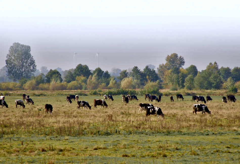 160 hektarów pastwiska wspólnoty gruntowej znacznie poprawia opłacalność produkcji mleka