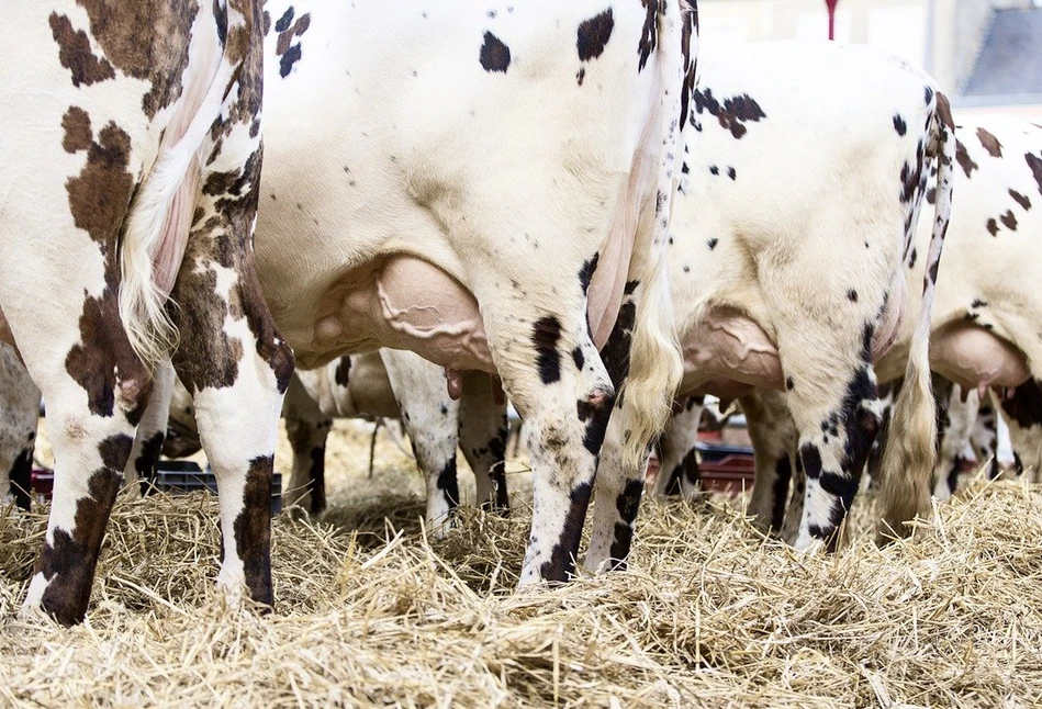 Fonterra - drożeje OMP i sproszkowana maślanka