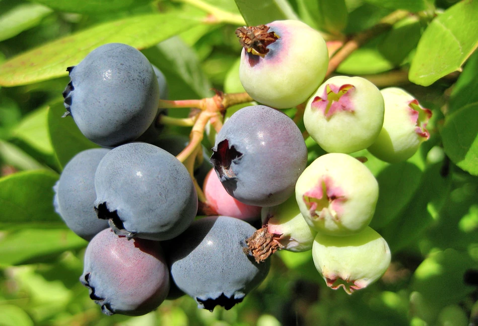 Borówka amerykańska – nawożenie, nasadzenia i ochrona naturalnymi metodami