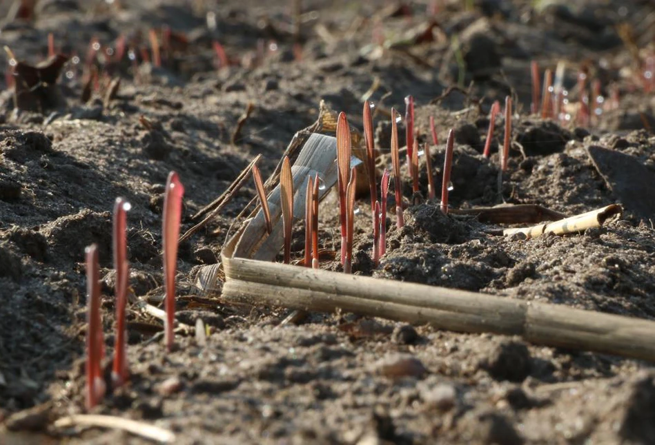 Odmiany przewódkowe zbóż najlepiej siać późną jesienią. O jakich zabiegach agrotechnicznych pamiętać?