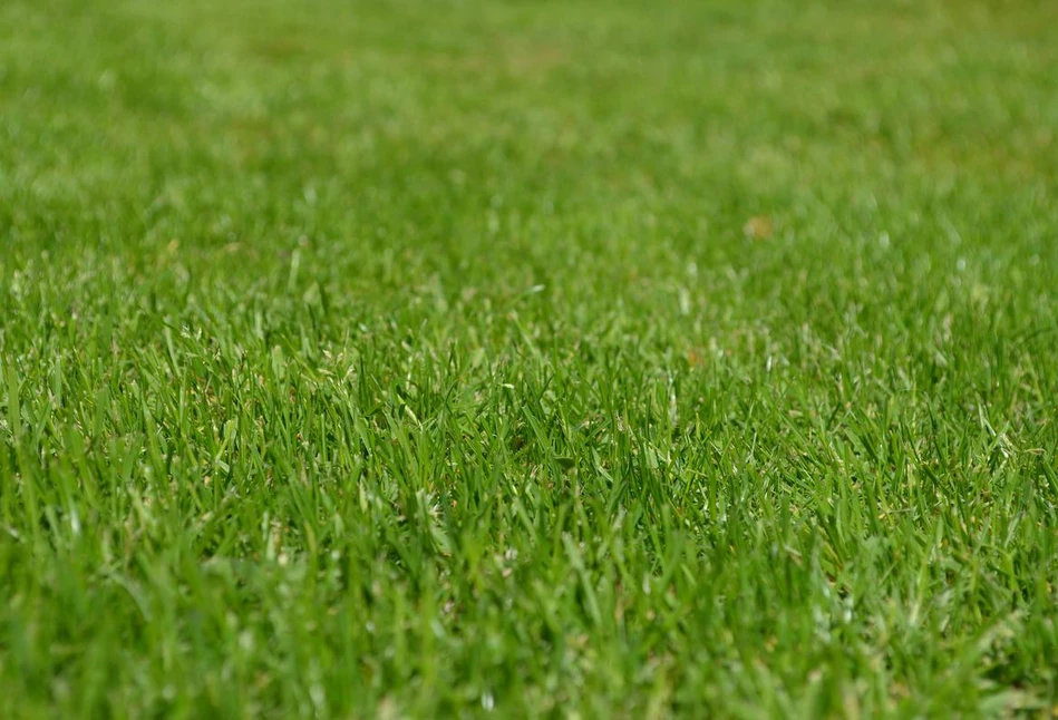 Trawy, które zdobią Twój ogród także potrzebują przycięcia