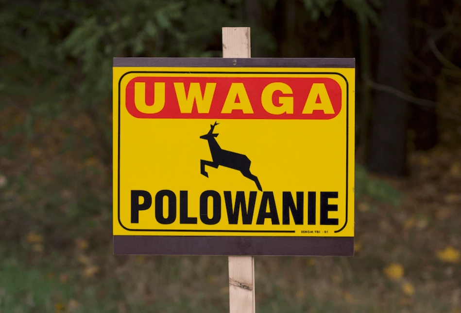 Więcej polowań, mniej dzików? PZŁ podaje dane