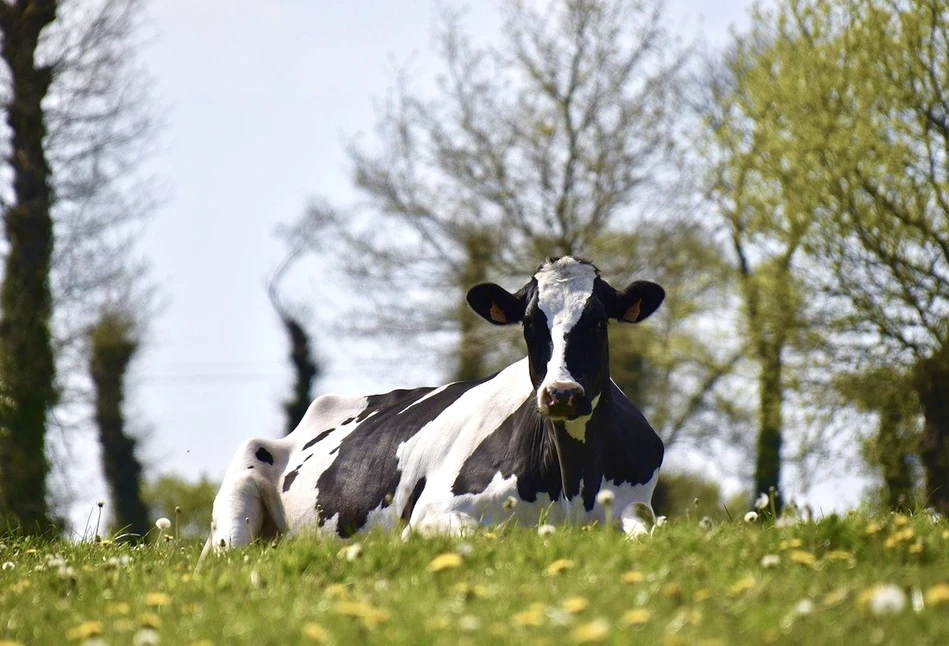 Krowa Deri przekroczyła 200 tys. kg mleka życiowej produkcji