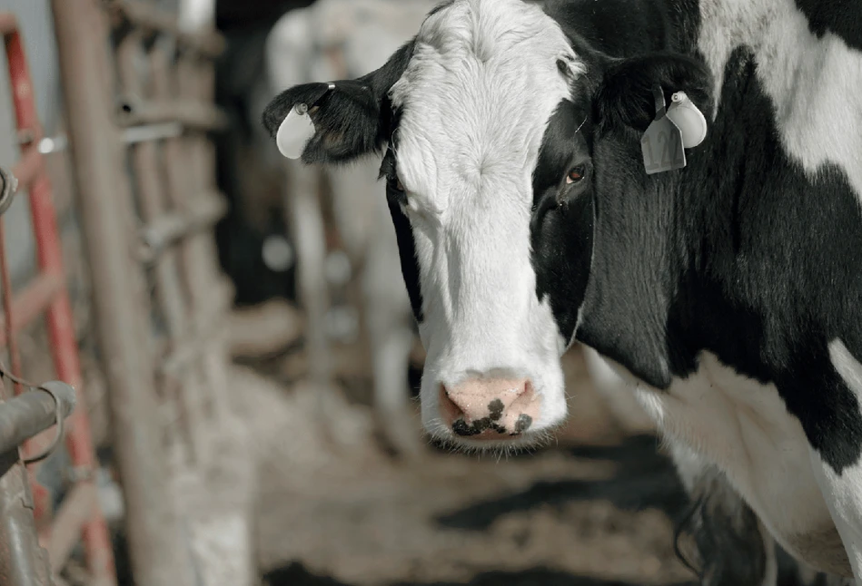 UOKiK sprawdza Farmę Mleka: spółka zamiast 10 tys. krów kupiła 11, a połowa padła