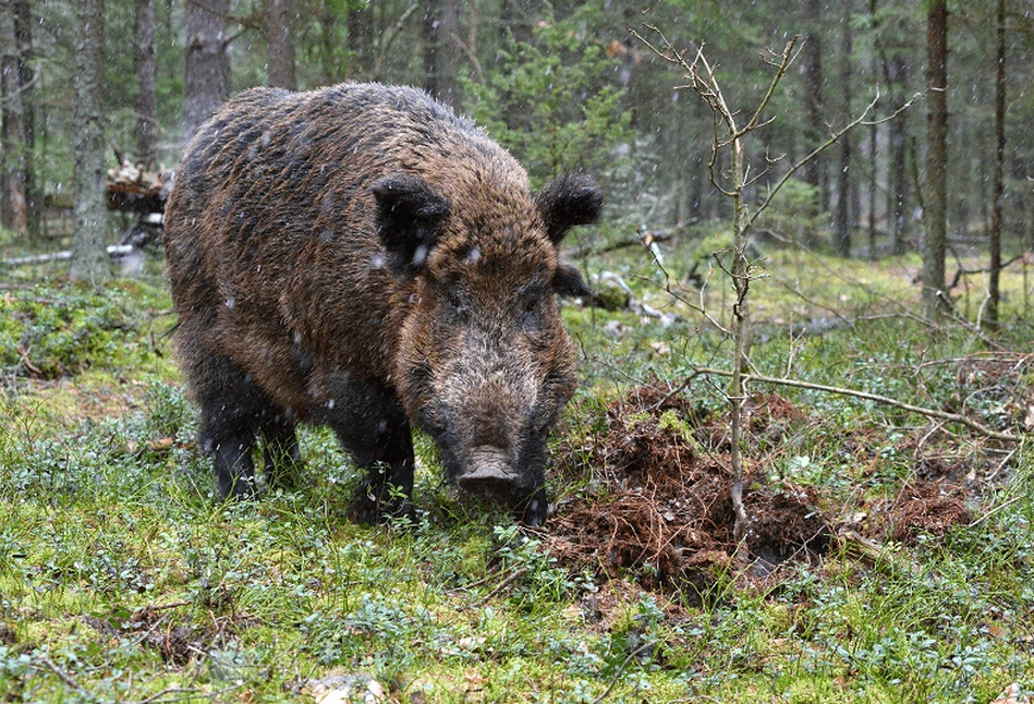 Czesi boją się utraty statusu kraju wolnego od ASF – czyje dziki winne?