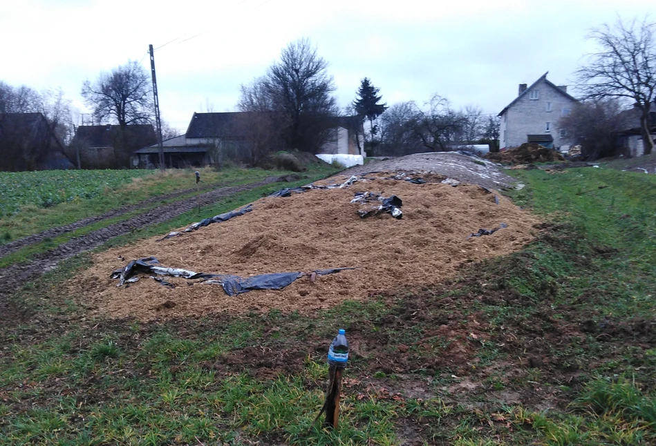 Dziki zmasakrowały rolnikowi kopce z kiszonką!